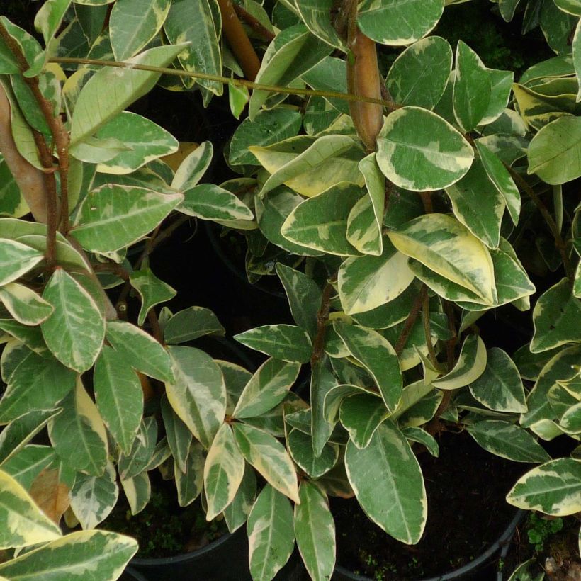 Sternjasmin Variegatum - Trachelospermum (Foliage)
