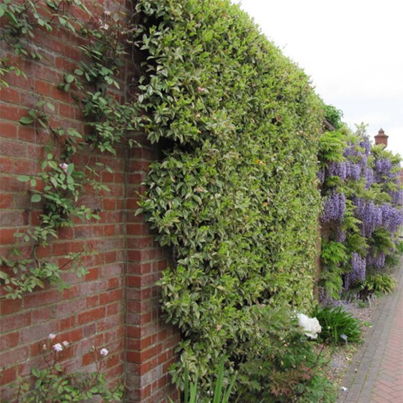Sternjasmin Variegatum - Trachelospermum (Plant habit)
