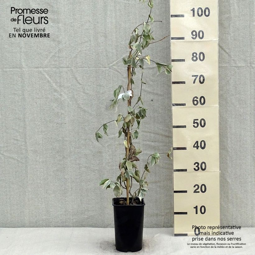 Example of Sternjasmin Variegatum - Trachelospermum Topf mit 2L/3L as you get in automne
