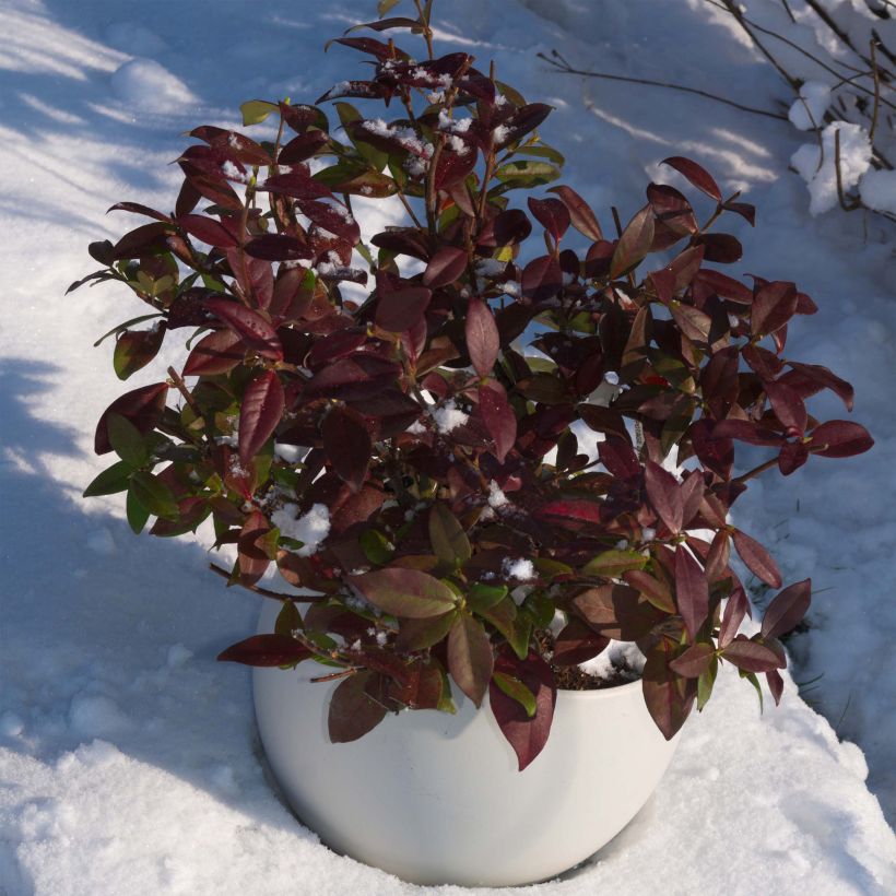 Sternjasmin Winter Ruby 'Trared - Trachelospermum (Plant habit)