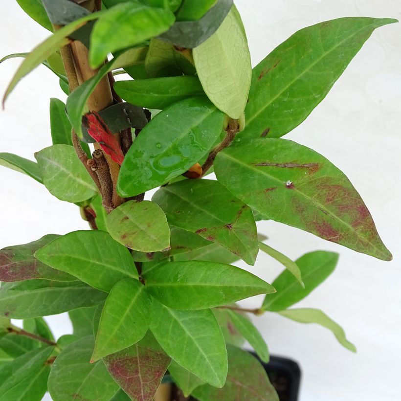 Sternjasmin Winter Ruby 'Trared - Trachelospermum (Foliage)