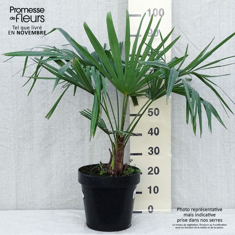Example of Trachycarpus fortunei - Fächerpalme Topf mit 12L/15L as you get in automne