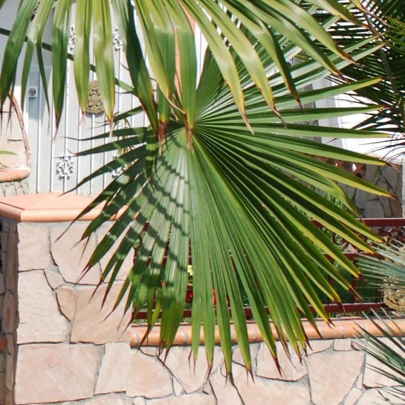 Trachycarpus latisectus - Windamere Palme (Foliage)