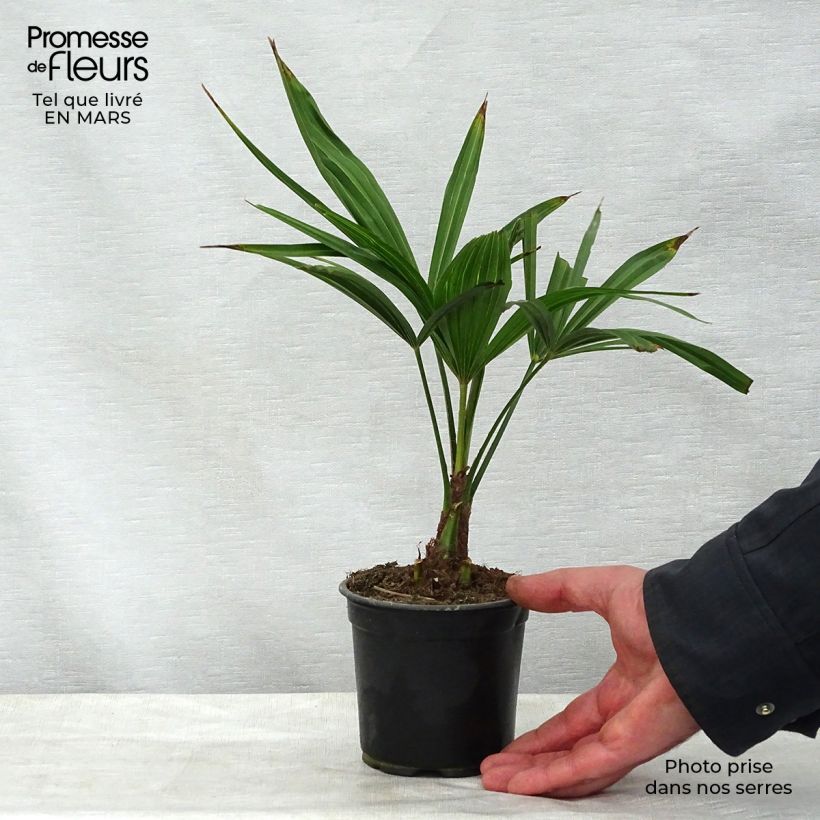 Example of Trachycarpus latisectus - Windamere Palme Topf 12 cm / 13 cm as you get in printemps
