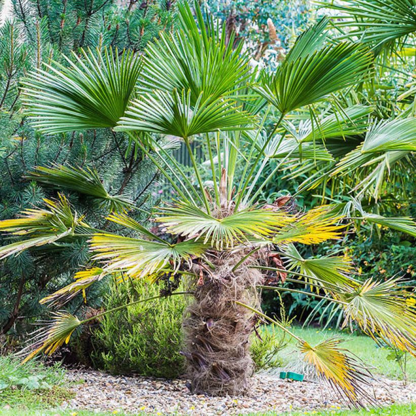 Trachycarpus wagnerianus - Wagner Hanfpalme (Plant habit)
