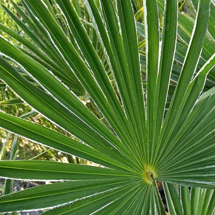 Trachycarpus wagnerianus - Wagner Hanfpalme (Foliage)