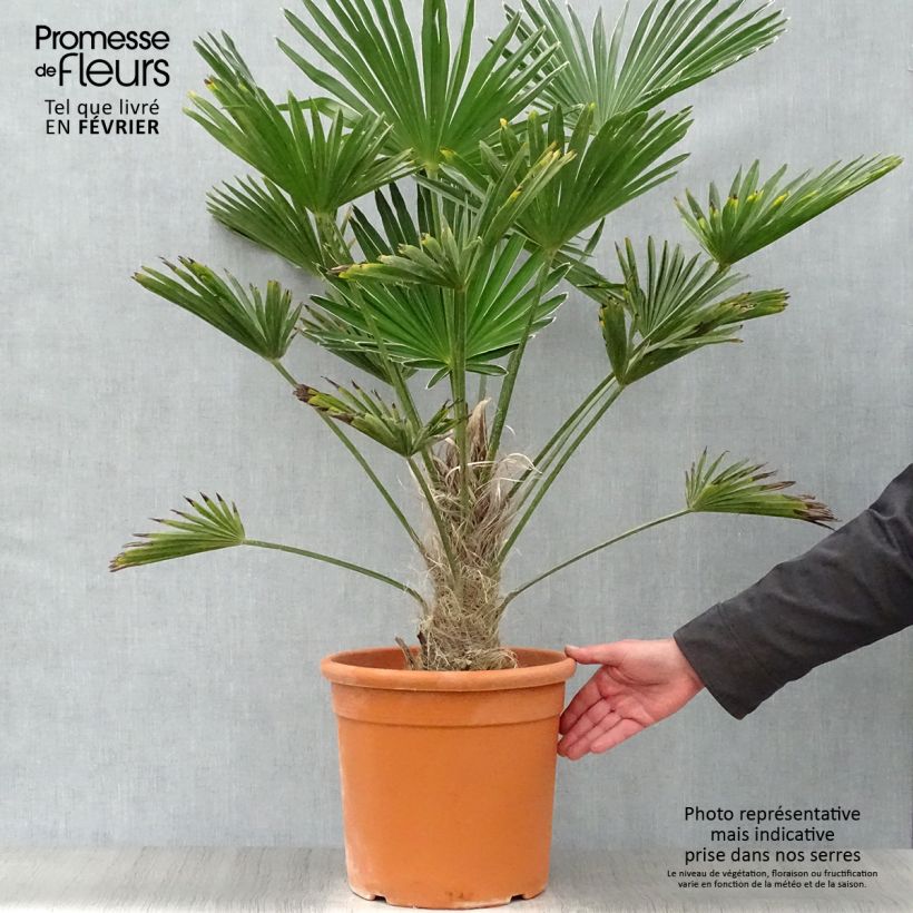 Exemplar von Trachycarpus wagnerianus - Wagner Hanfpalme Topf mit 12L/15L wie im Winter geliefert