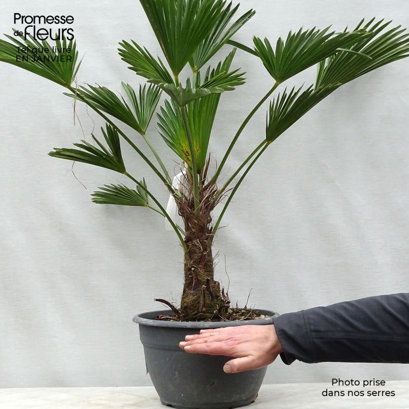 Example of Trachycarpus wagnerianus - Wagner Hanfpalme Topf mit 6L/7L as you get in hiver