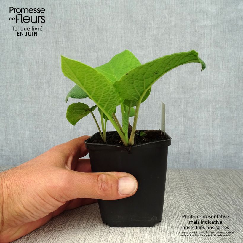 Exemplar von Trachystemon orientalis - Rauhling Kleine Töpfe von 8/9 cm wie im Sommer geliefert