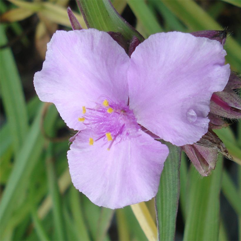 Tradescantia andersoniana Perrine's Pink - Dreimasterblume (Flowering)