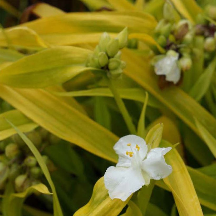 Tradescantia andersoniana Angelic Charm - Dreimasterblume (Flowering)