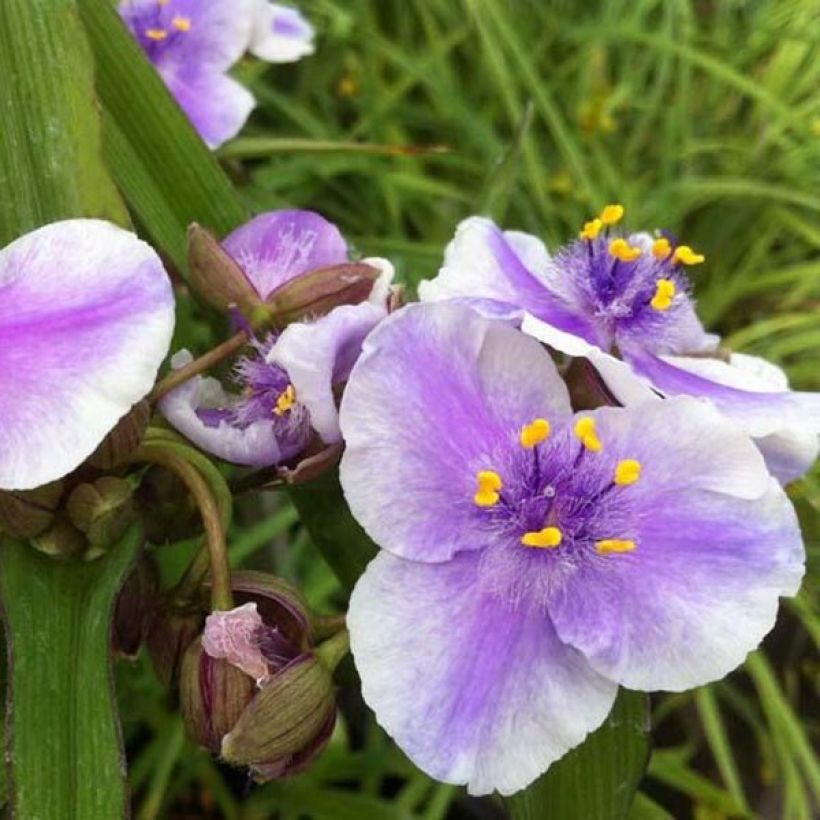 Tradescantia andersoniana Bilberry Ice - Dreimasterblume (Flowering)