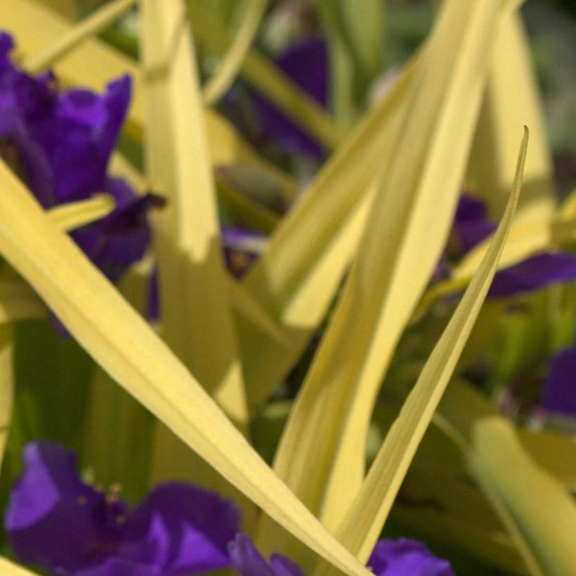 Tradescantia andersoniana Blue and Gold - Dreimasterblume (Foliage)