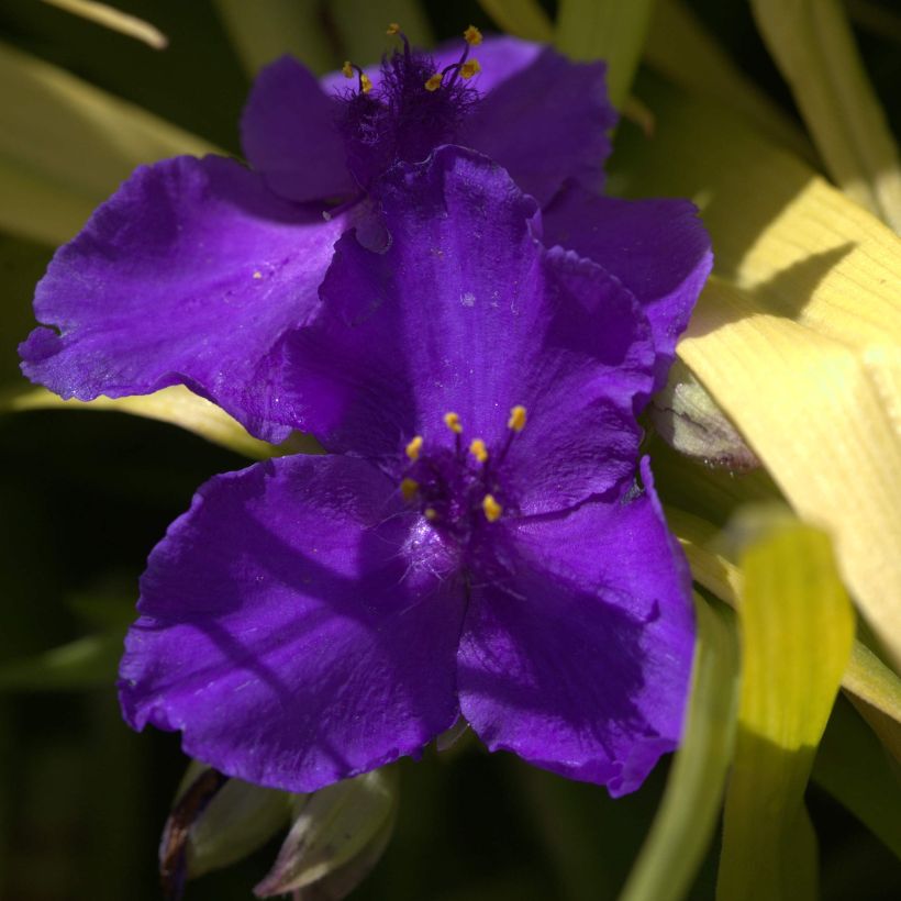 Tradescantia andersoniana Blue and Gold - Dreimasterblume (Flowering)