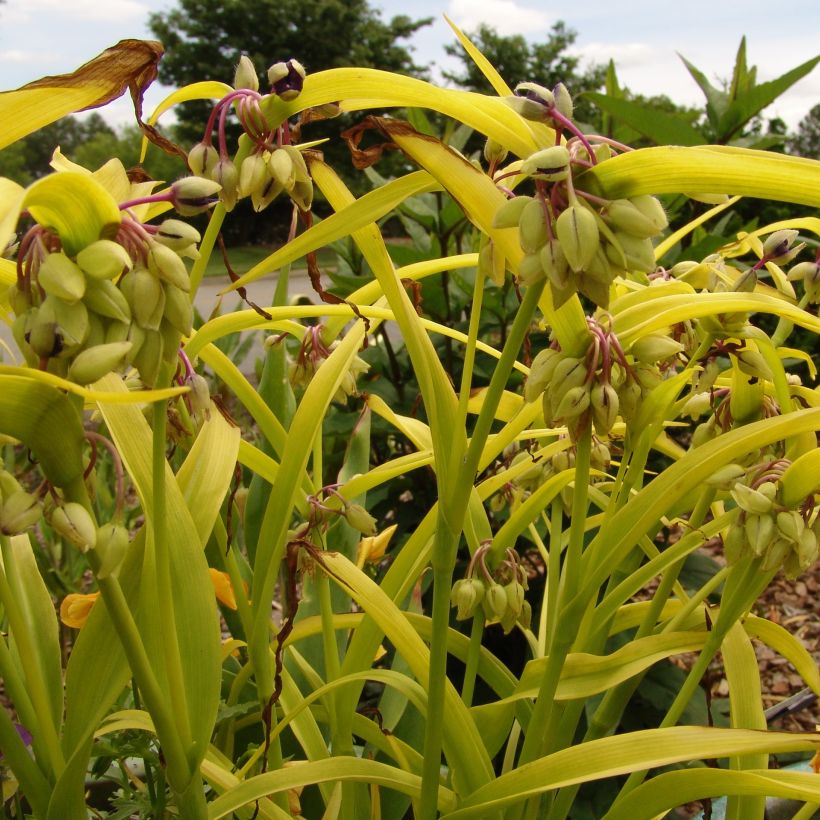 Tradescantia andersoniana Blue and Gold - Dreimasterblume (Plant habit)