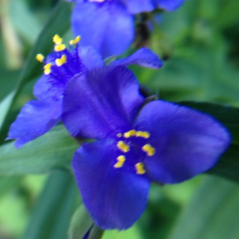 Tradescantia andersoniana Isis - Dreimasterblume (Flowering)