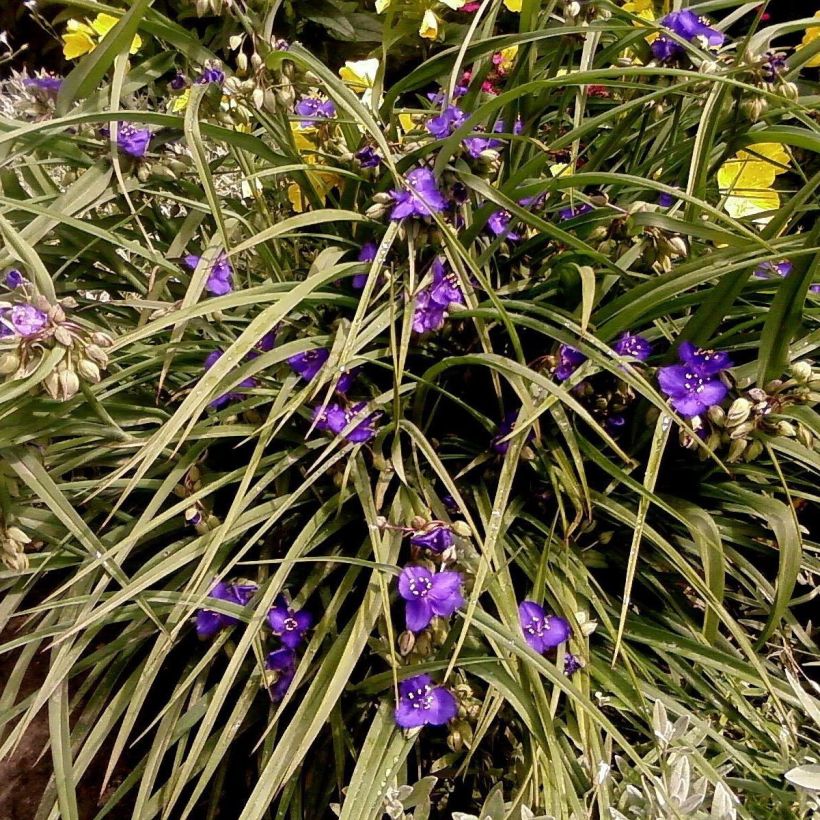 Tradescantia andersoniana Isis - Dreimasterblume (Plant habit)