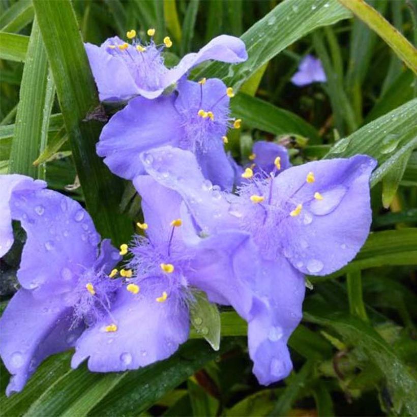 Tradescantia andersoniana JC Weguelin - Dreimasterblume (Flowering)