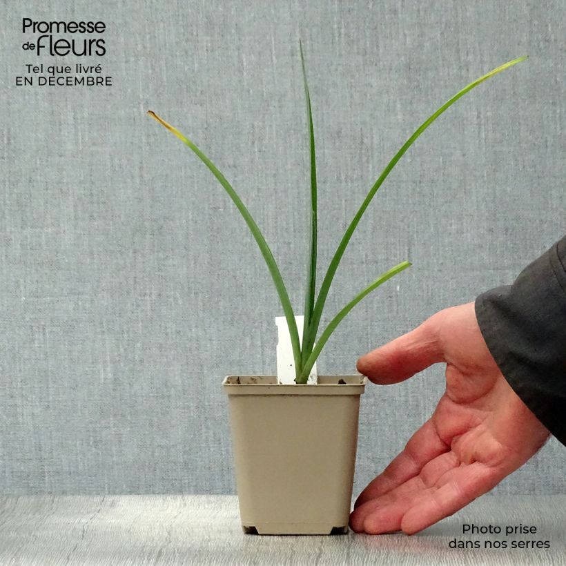 Exemplar von Tradescantia andersoniana JC Weguelin - Dreimasterblume Kleine Töpfe von 8/9 cm wie im Winter geliefert