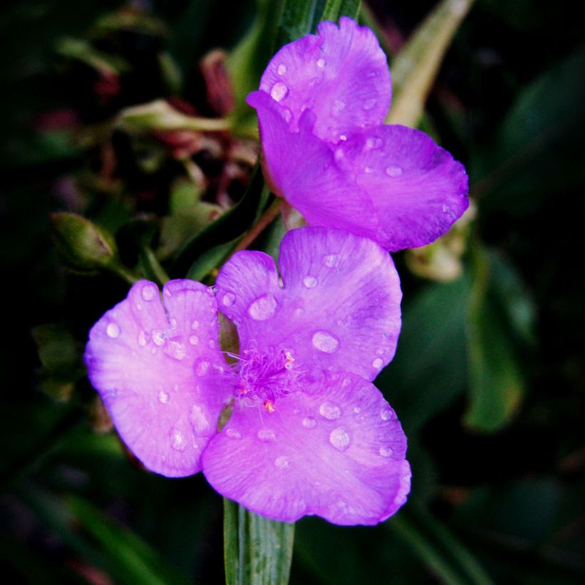 Tradescantia andersoniana Karminglut - Dreimasterblume (Flowering)