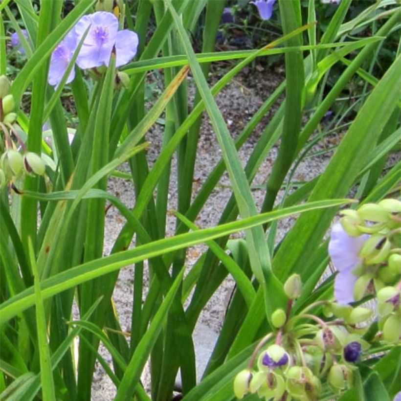 Tradescantia andersoniana Little Doll - Dreimasterblume (Foliage)
