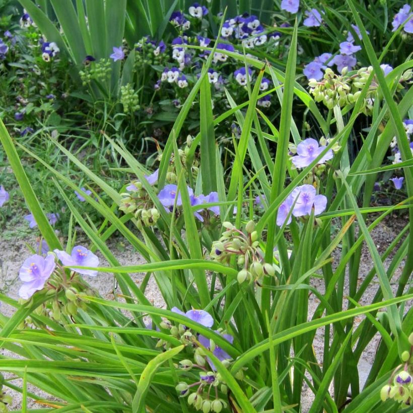 Tradescantia andersoniana Little Doll - Dreimasterblume (Plant habit)