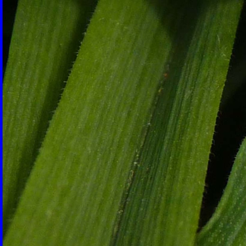 Tradescantia andersoniana Osprey - Dreimasterblume (Foliage)