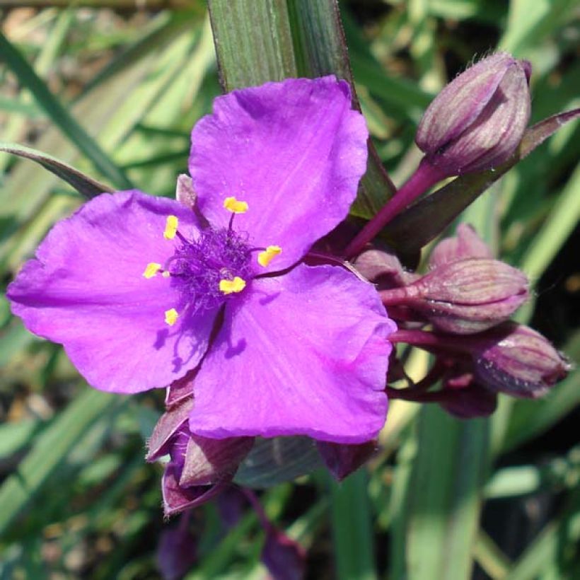 Tradescantia andersoniana Concord Grape - Dreimasterblume (Flowering)