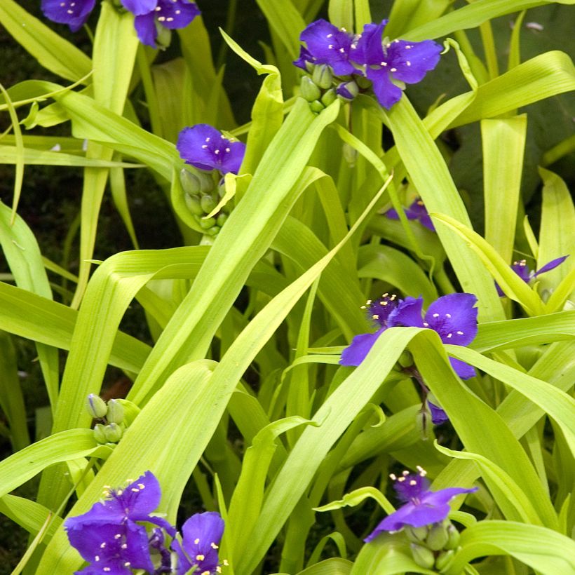 Tradescantia andersoniana Sweet Kate - Dreimasterblume (Plant habit)