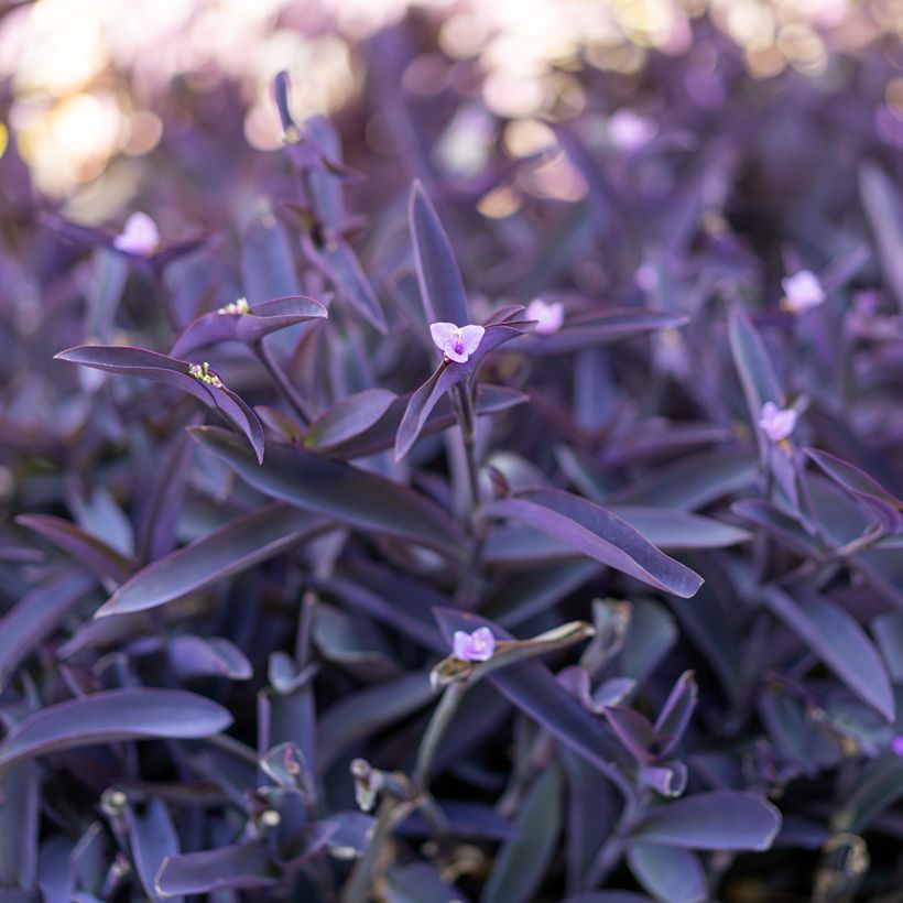 Mexikanische Dreimasterblume - Tradescantia pallida Purple Heart (Foliage)
