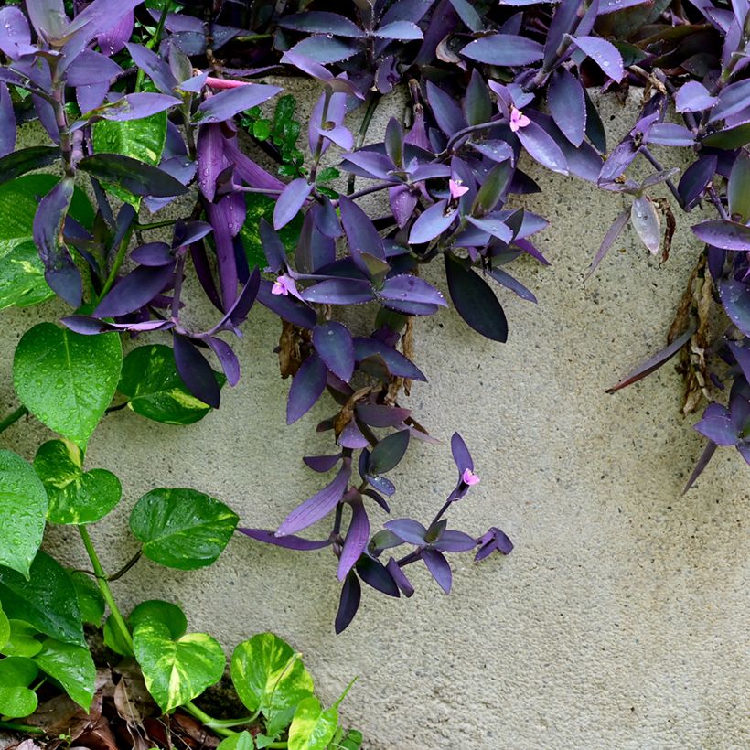 Mexikanische Dreimasterblume - Tradescantia pallida Purple Heart (Plant habit)