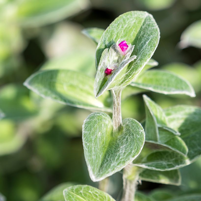 Dreimasterblumen - Tradescantia sillamontana (Foliage)