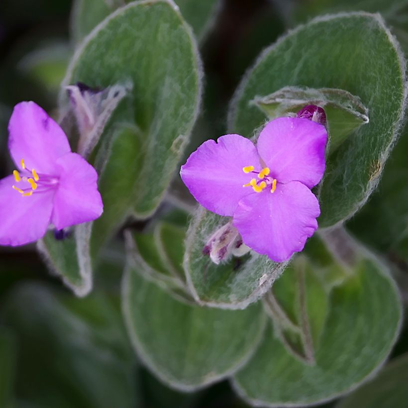 Dreimasterblumen - Tradescantia sillamontana (Flowering)