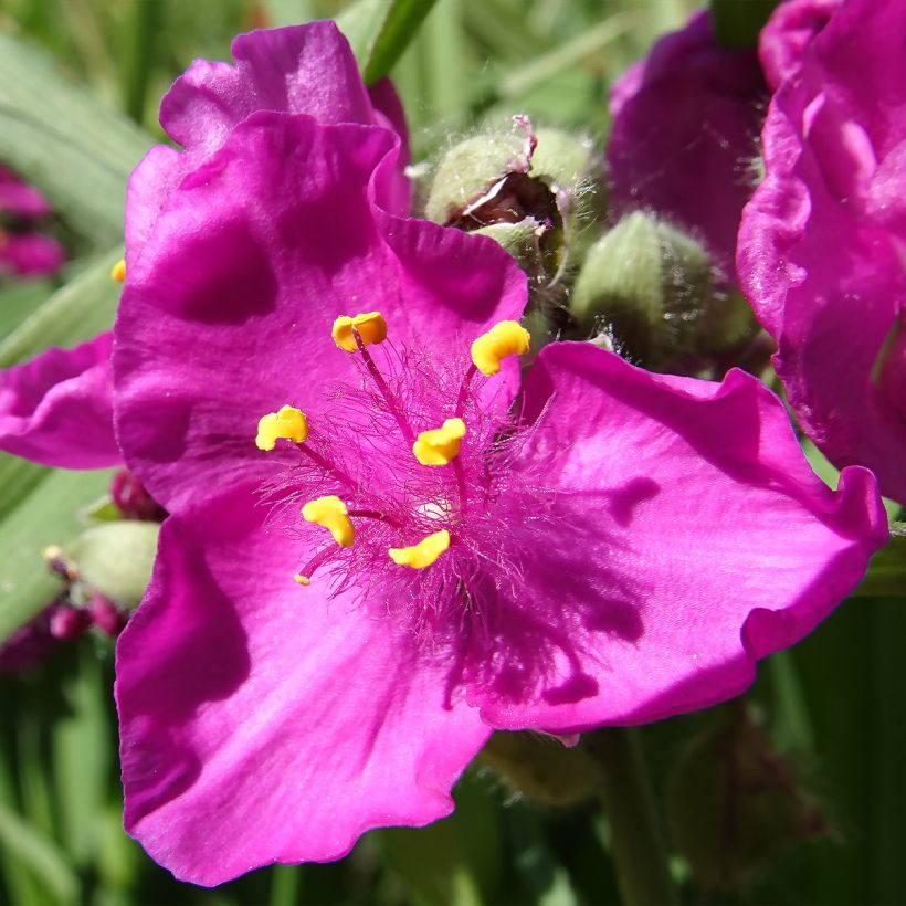 Tradescantia virginiana Brevicaulis - Dreimasterblume (Flowering)