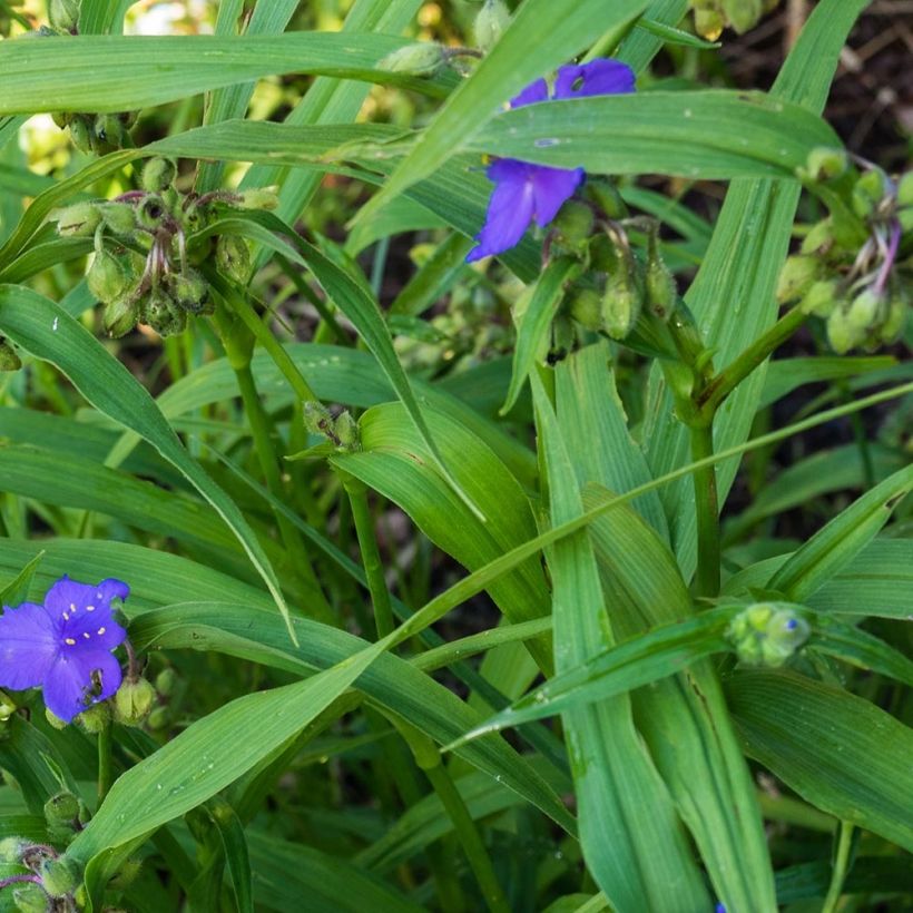 Tradescantia andersoniana Zwanenburg Blue - Dreimasterblume (Foliage)