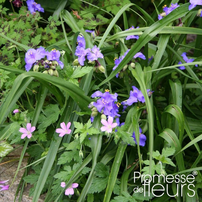 Tradescantia andersoniana Zwanenburg Blue - Dreimasterblume (Plant habit)
