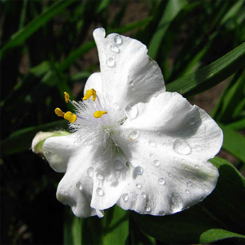 Tradescantia andersoniana Innocence - Dreimasterblume (Flowering)