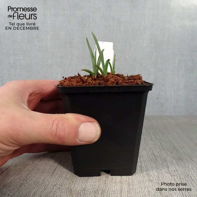 Exemplar von Tradescantia andersoniana Innocence - Dreimasterblume Kleine Töpfe von 8/9 cm wie im Winter geliefert