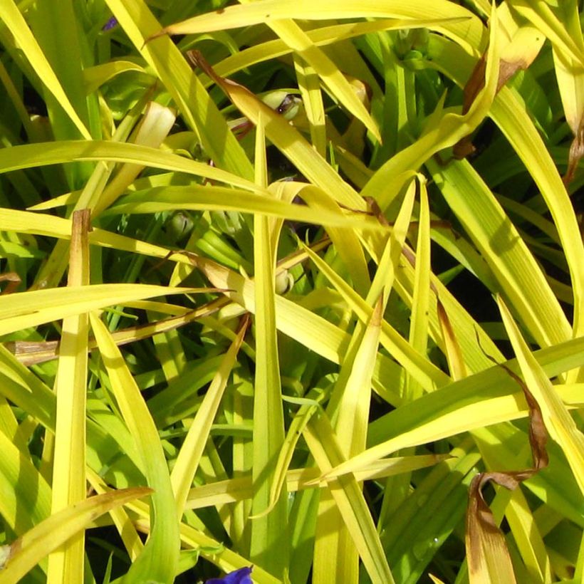 Tradescantia andersoniana Sweet Kate - Dreimasterblume (Foliage)
