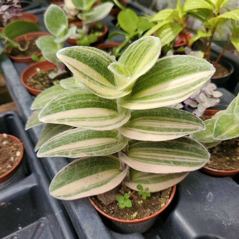Dreimasterblumen - Tradescantia Brightness (Foliage)