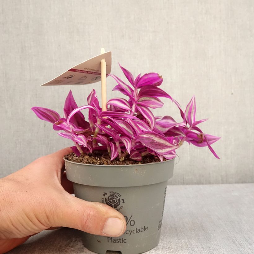 Exemplar von Zebrakraut - Tradescantia zebrina Pink Paradise Topf 12 cm / 13 cm wie im Frühjahr geliefert