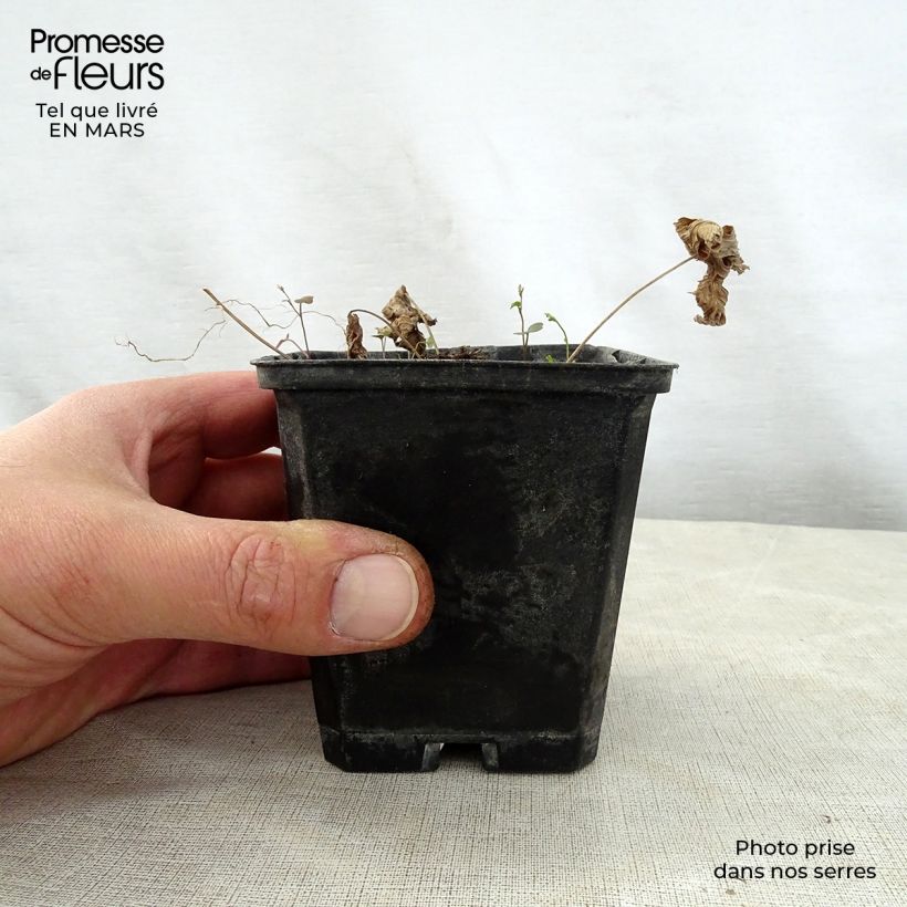 Exemplar von Trautvetteria caroliniensis Kleine Töpfe von 8/9 cm wie im Frühjahr geliefert