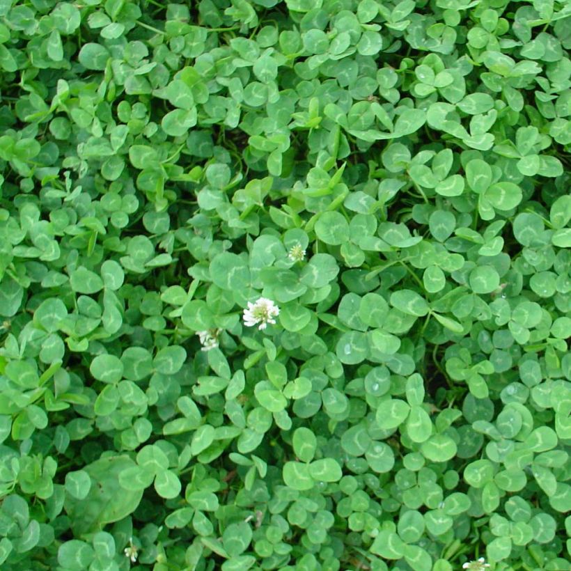 Weiß-Klee nain - Trifolium repens (Foliage)
