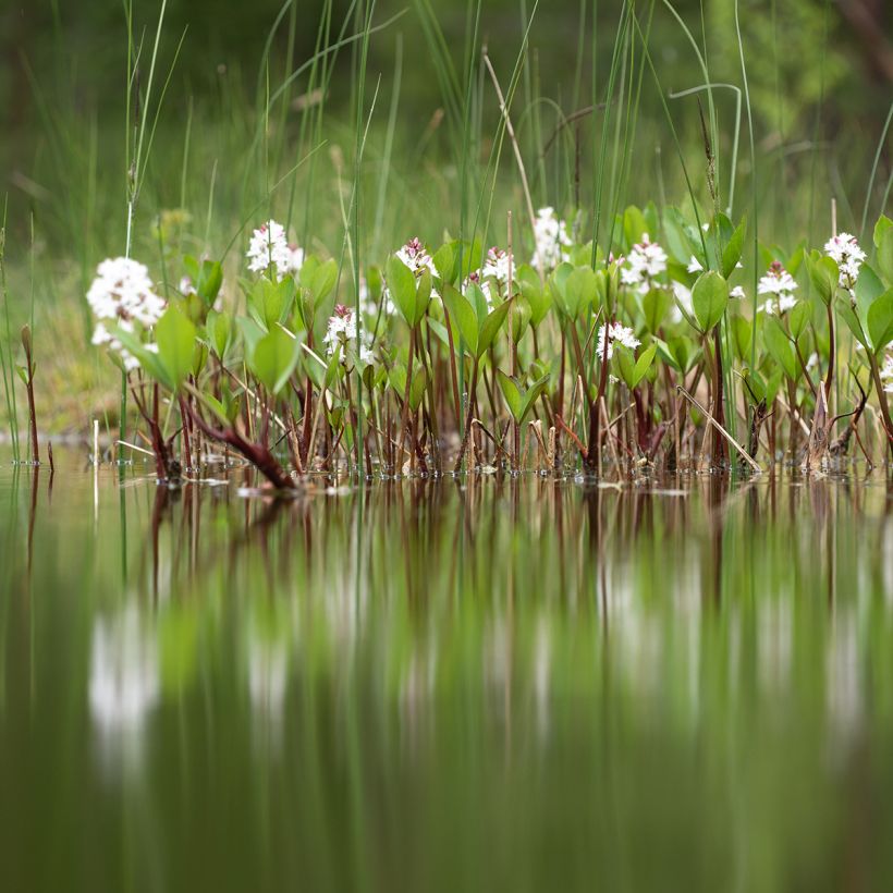 Menyanthes trifoliata - Fieberklee (Plant habit)