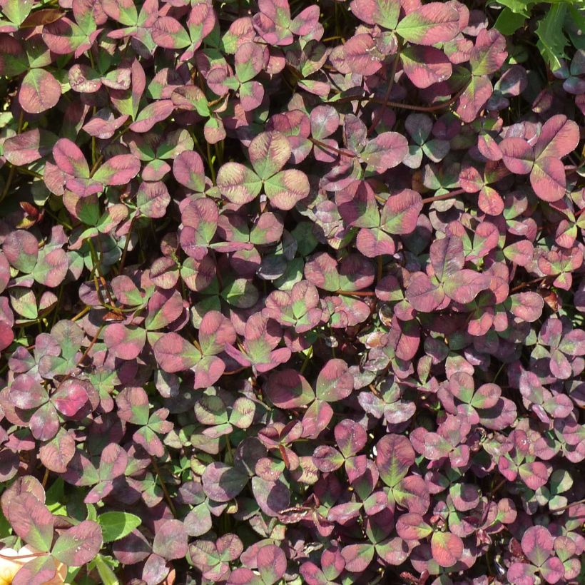 Klee Angel Clover Chocolate - Trifolium (Plant habit)