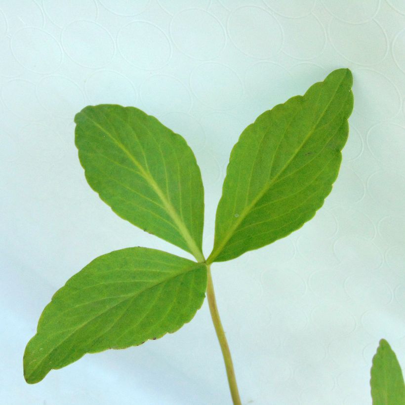 Menyanthes trifoliata - Fieberklee (Foliage)