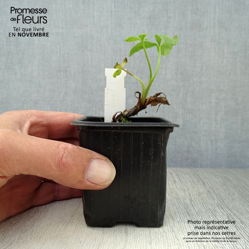 Example of Menyanthes trifoliata - Fieberklee Kleine Töpfe von 8/9 cm as you get in automne