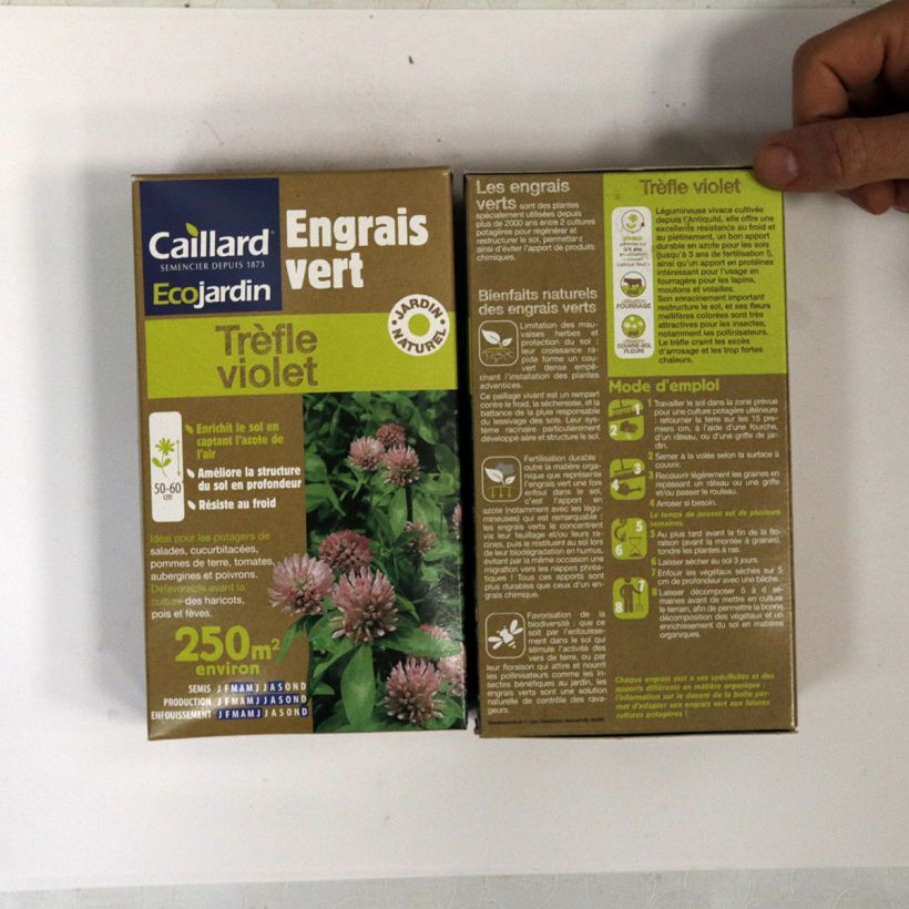 Example of Rotklee (Grüner Dünger) - Trifolium pratense Samen as you get