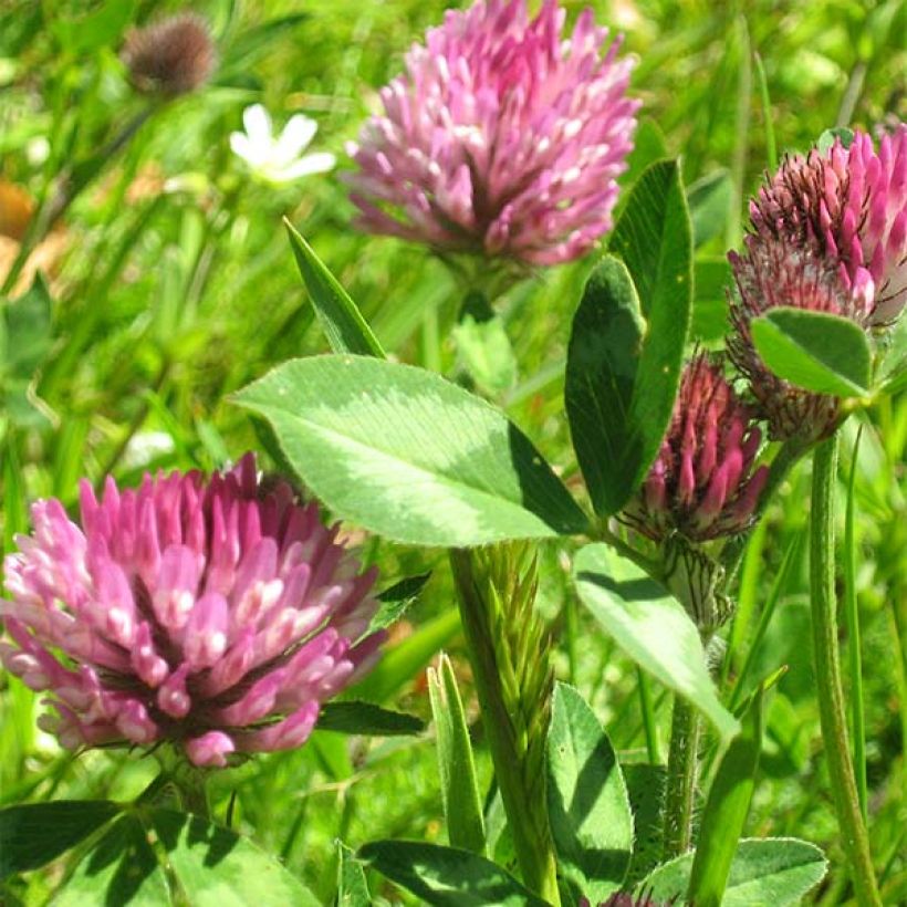 Rotklee (Grüner Dünger) - Trifolium pratense (Flowering)