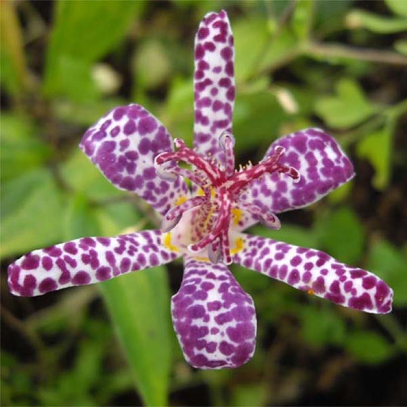 Tricyrtis hirta Imperial Banner - Krötenlilie (Flowering)